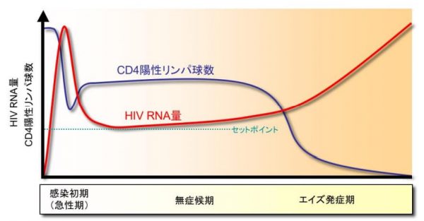 働く人のための「HIV（ヒト免疫不全ウイルス）・エイズ」解説｜感染